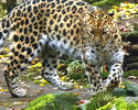 Amurleopard