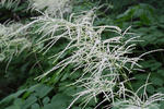 Aruncus vulgaris