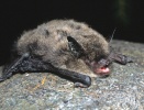 Bartfledermaus