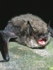 Bartfledermaus