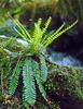 Blechnum spicant