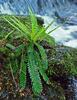 Blechnum spicant