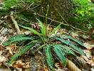 Blechnum spicant