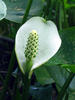 Calla palustris