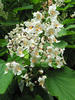 Catalpa bignonioides