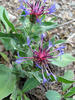 Centaurea triumfettii