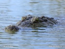 Crocodylus niloticus