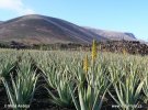 Echte Aloe, Plantage