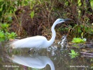 Egretta alba