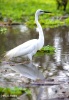 Egretta alba