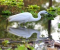 Egretta alba