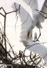 Egretta alba