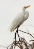 Egretta alba