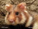 Feldhamster, Europäischer Hamster