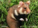 Feldhamster, Europäischer Hamster