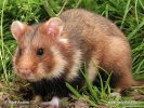 Feldhamster, Europäischer Hamster