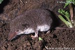 Feldspitzmaus