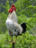 Gallus domesticus