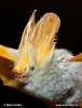 Gelbflügelfledermaus