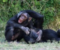 Gemeine Schimpanse, Gewöhnlicher Schimpanse, Schimpanse