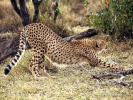 Gepard