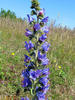 Gewöhnliche Natternkopf, Blaue Natternkopf