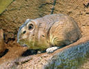 Gewöhnlicher Gundi (Atlas-Gundi)