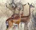 Giraffengazelle, Gerenuk