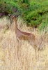 Giraffengazelle, Gerenuk