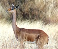 Giraffengazelle, Gerenuk