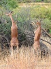 Giraffengazelle, Gerenuk