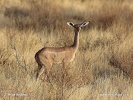 Giraffengazelle, Gerenuk