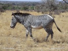 Grevyzebra