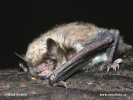 Große Bartfledermaus