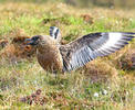 Große Skua