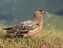 Große Skua