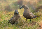 Große Skua