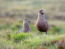 Große Skua