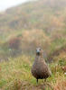 Große Skua