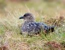 Große Skua