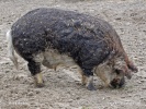 Hausschwein - mangalica