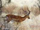 Impala, Impala-Antilope
