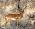 Impala, Impala-Antilope