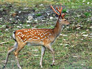 Japanese Sika Deer, Dybowski Sikahirsch