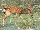 Japanese Sika Deer, Dybowski Sikahirsch