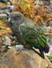 Kea