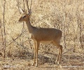 Kirk-Dikdik (Zwergrüssel, Damara-DikdikKirk-Dikdik)