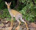 Kirk-Dikdik (Zwergrüssel, Damara-DikdikKirk-Dikdik)