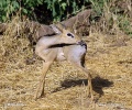 Kirk-Dikdik (Zwergrüssel, Damara-DikdikKirk-Dikdik)