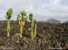 Lanzarote, Kanarischen Inseln